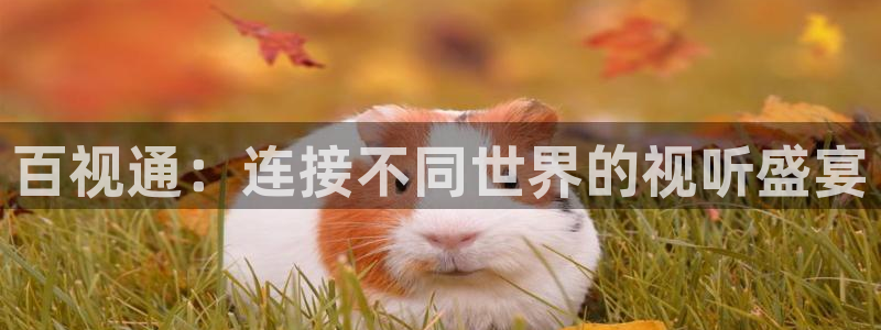 新视觉奇领